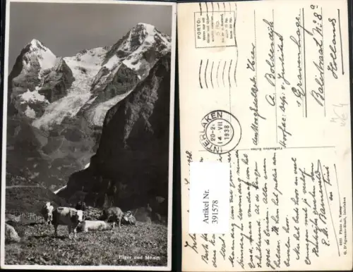 391578,Eiger und Mönch Bergkulisse Rinder Kühe Kt Bern