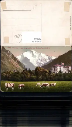 587044,Interlaken Hotel Jungfraublick u. d. Jungfrau Kühe Rinder Switzerland