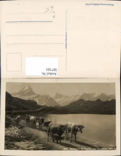 587183,Foto Ak Grindelwald Bachalpsee a. Faulhorn u. Schreckhorn Rinder Kühe Switzerland