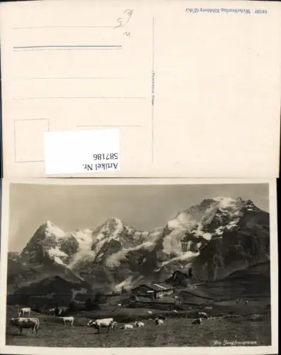 587186,Die Jungfraugruppe Rinder Kühe Interlaken Switzerland