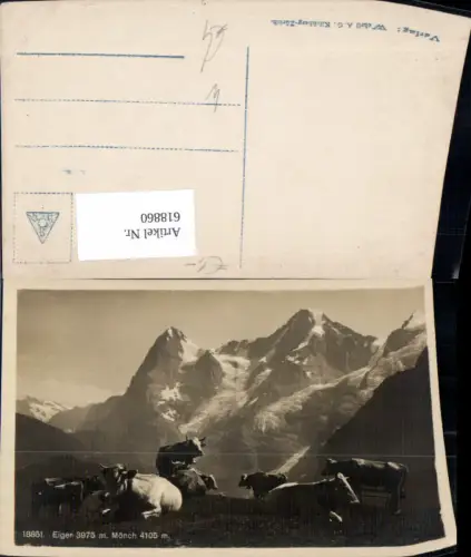 618860,Foto Ak Eiger u. Mönch Kühe Rinder Bergkulisse b. Interlaken