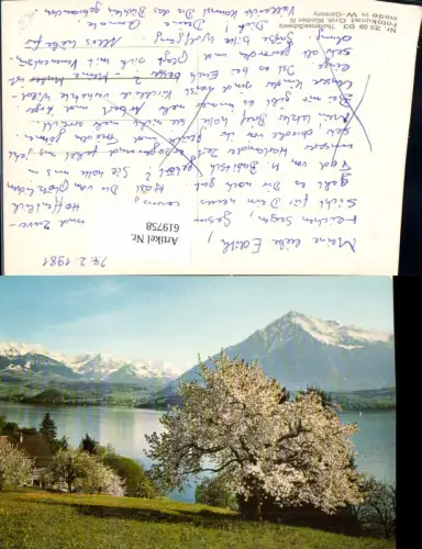 619758,Thunersee Ansicht m. Baum b. Spiez