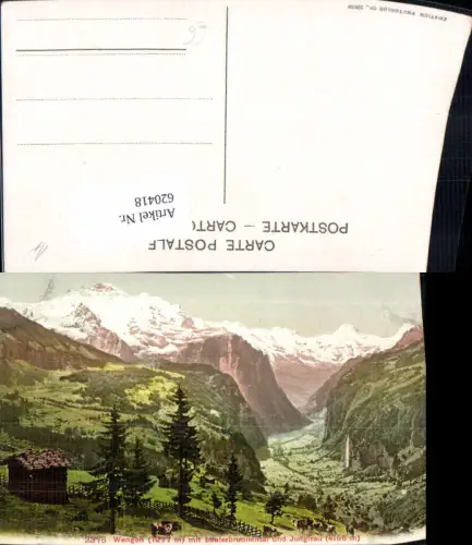 620418,Wengen m. Lauterbrunnental u. Jungfrau Rinder Kühe