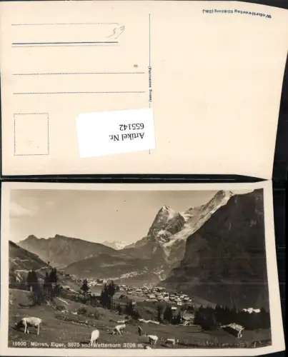 655142,Mürren Eiger u. Wetterhorn Kühe Rinder