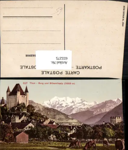 655275,Thun Burg u. Blüemlisalp Rinder Kühe
