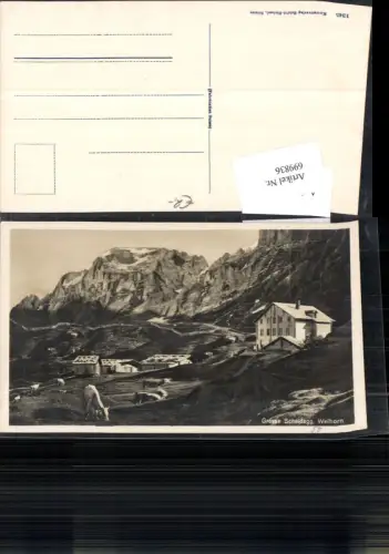 699836 Grosse Scheidegg Wellhorn Kühe b. Grindelwald Meiringen Bern