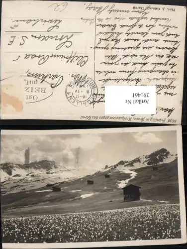 391461,Arosa Krokuswiese geg. Hörnli Bergkulisse Kt Graubünden