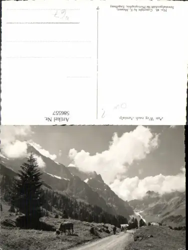 586557,Foto Ak Am Weg n. Arnialp Kühe Rinder Arni Alp Wolfenschiessen Switzerland