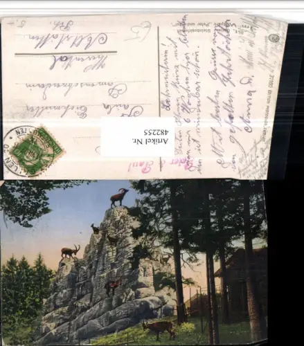 482255,St. Gallen Steinbockfelsen Wildpark Steinböcke