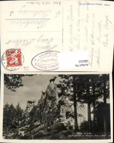 586352,Foto Ak St Gallen Steinbockfelsen i. Wildpark Peter u. Paul Steinbock Tiere Switzerland