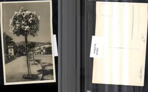 207893,Locarno Straßenansicht Bäume Kt Tessin