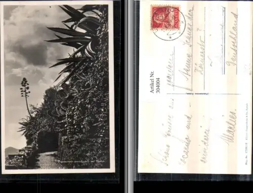 304004,Vegetazione meridionale nel Ticino b. Locarno Motiv Vegetation Kt Tessin