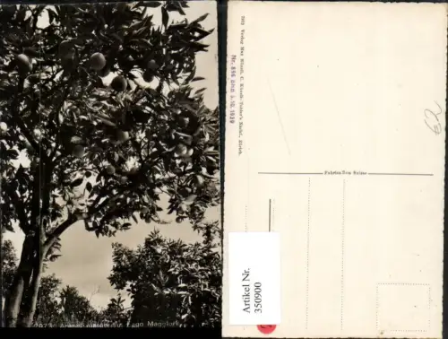 350900,Aranci maturi sul Lago Maggiore Orangenbaum Kt Tessin