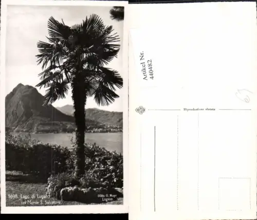 440482,Lago di Lugano col Monte San Salvatore Palme Kt Tessin