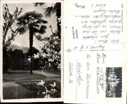 440490,Primavera nel Ticino Palme Kt Tessin