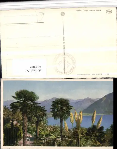 482302,Locarno Palmizi nel Ticino Palmen Bergkulisse Kt Tessin