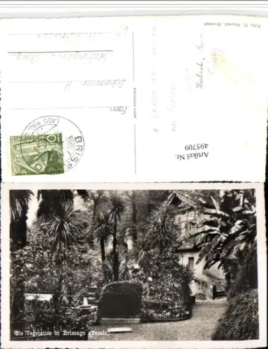 495709,Brissago Vegetation Palmen Kt Tessin