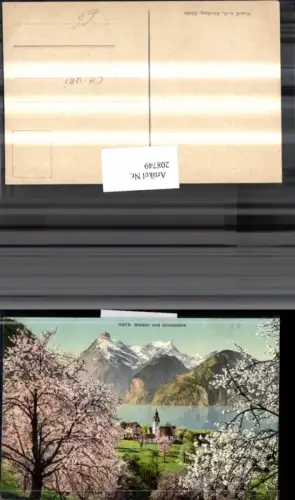 208749,Sisikon u. Urirotstock Baumblüte i. Vordergrund Kt Uri
