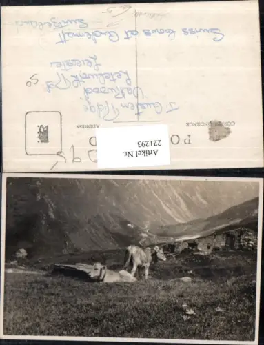 221293,Andermatt Partie Alm Kühe Kt Uri