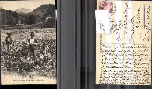 208077,Champ de narcisses Montreux Kinder i. Narzissenfeld Blumen Narzissen Kt Waadt