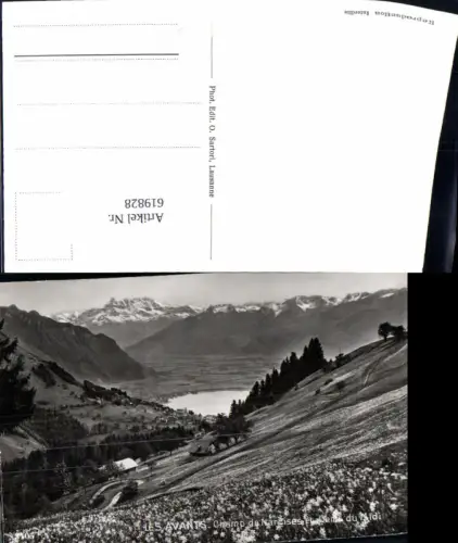 619828,Foto Ak Les Avants Champ de Narcisses et Dents du Midi Narzissen Blumen