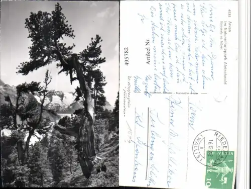 495782,Arven Naturschutzpark Aletschwald b. Mörel Bergkulisse Kt Wallis