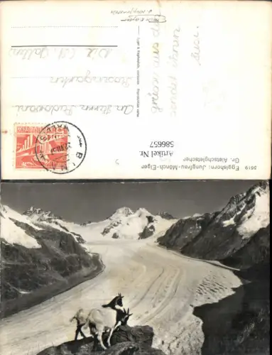 586657,Foto Ak Fiesch Eggishorn Jungfrau Mönch Eiger Aletschgletscher Tier Ziege Switzerland