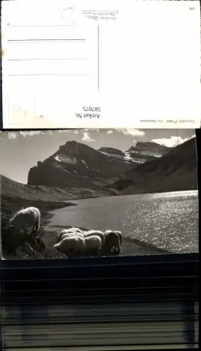 587075,Foto Ak Gemmi-Pass Am Daubensee Schafe Leukerbad Switzerland