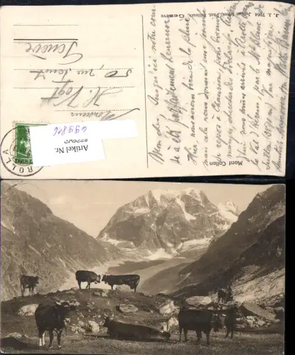 699816 Mont Collon Rinder Arolla Matterhorn Zermatt Wallis