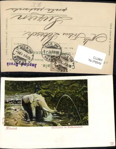 100772,Zürich Dschumbo im Elefantenbach Elefant Kt Zürich