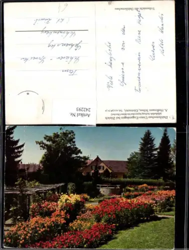 242293,Dahlienschau Unterengstringen b. Zürich Ansicht