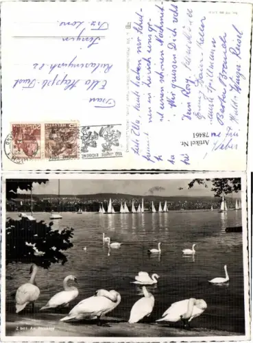 78461,Zürichsee Zürich Schwäne am Ufer