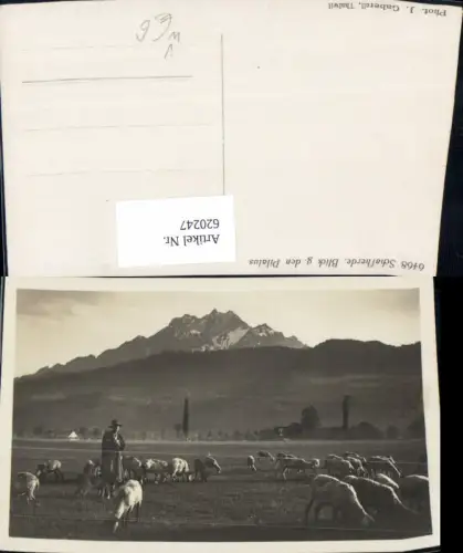 620247,Schafherde Blick g. d. Pilatus Schafe Hirte pub J. Gaberell