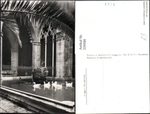 239580,Barcelona Catedral Claustro y ocas Kirche Enten