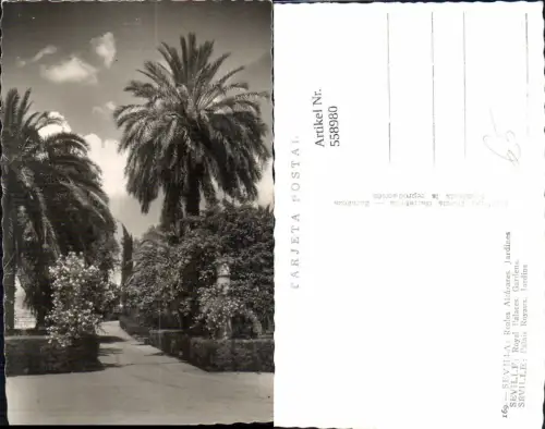 558980,Spain Sevilla Reales Alcazares Jardines Garten Park Palmen