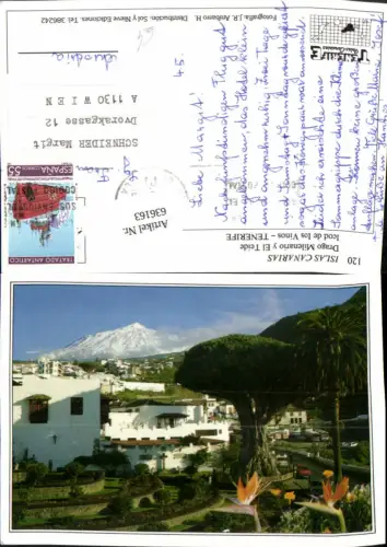 636163,Tenerife Teneriffa Drago Milenario y El Teide Icod de los Vinos Vulkan Drachenbaum Spain