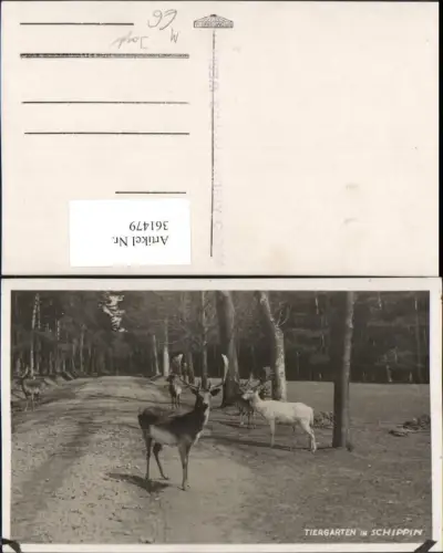 361479,Konstantinovy Lazne Konstantinsbad Schippin Sipin Tiergarten Jagd Hirsche