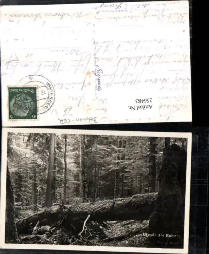 256483,Urwald am Kubany Boubin Partie b. Vimperk Winterberg in Böhmen