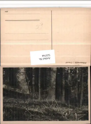 523744,Böhmerwald Urwald Wald Partie