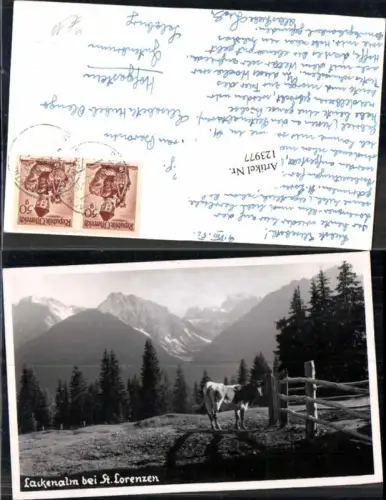 123977,Lackenalm bei St Lorenzen Kuh Kühe Fotokarte