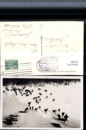 315097,Hirschfütterung b. Mariazell Wild Winterbild