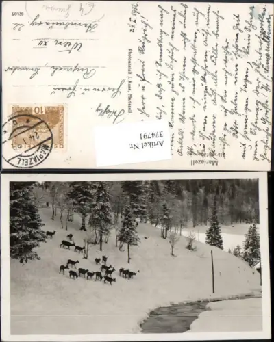 374791,Mariazell Grünau Hirschfütterung Wild Winterbild