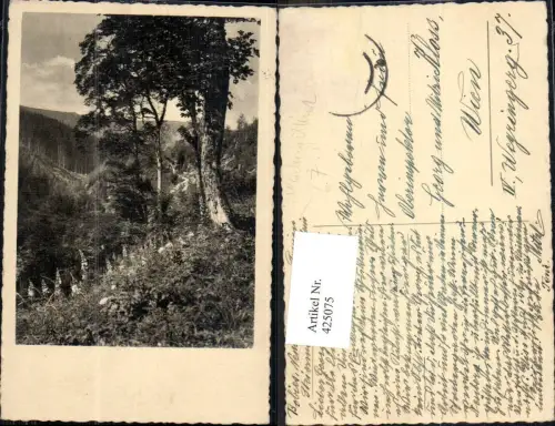 425075,Foto Ak Neuberg a. d. Mürz Baum Landschaft