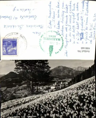 448160,Mariazell Teilansicht Narzissenblüte Narzissenfeld Bergkulisse