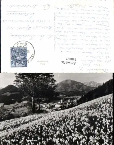 548497,Mariazell Maria Zell Narzissenblüte