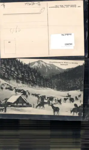 682803 Mürzsteg Hirschfütterung Hirsche pub Nachbargauer