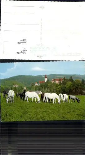694781 Piber Pieber Lipizzaner Pferde Köflach