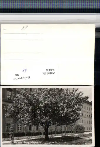 328438,Graz Rosarium Japanische Kirsche Baum