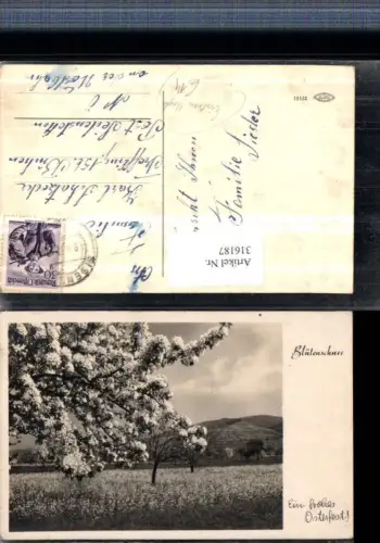 316187,Eisenerz Umgebung Landschaft Blütenschnee Baumblüte