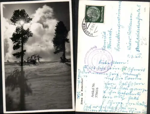 376616,Zirben Bäume am Hochreichart b. Mautern Winterbild